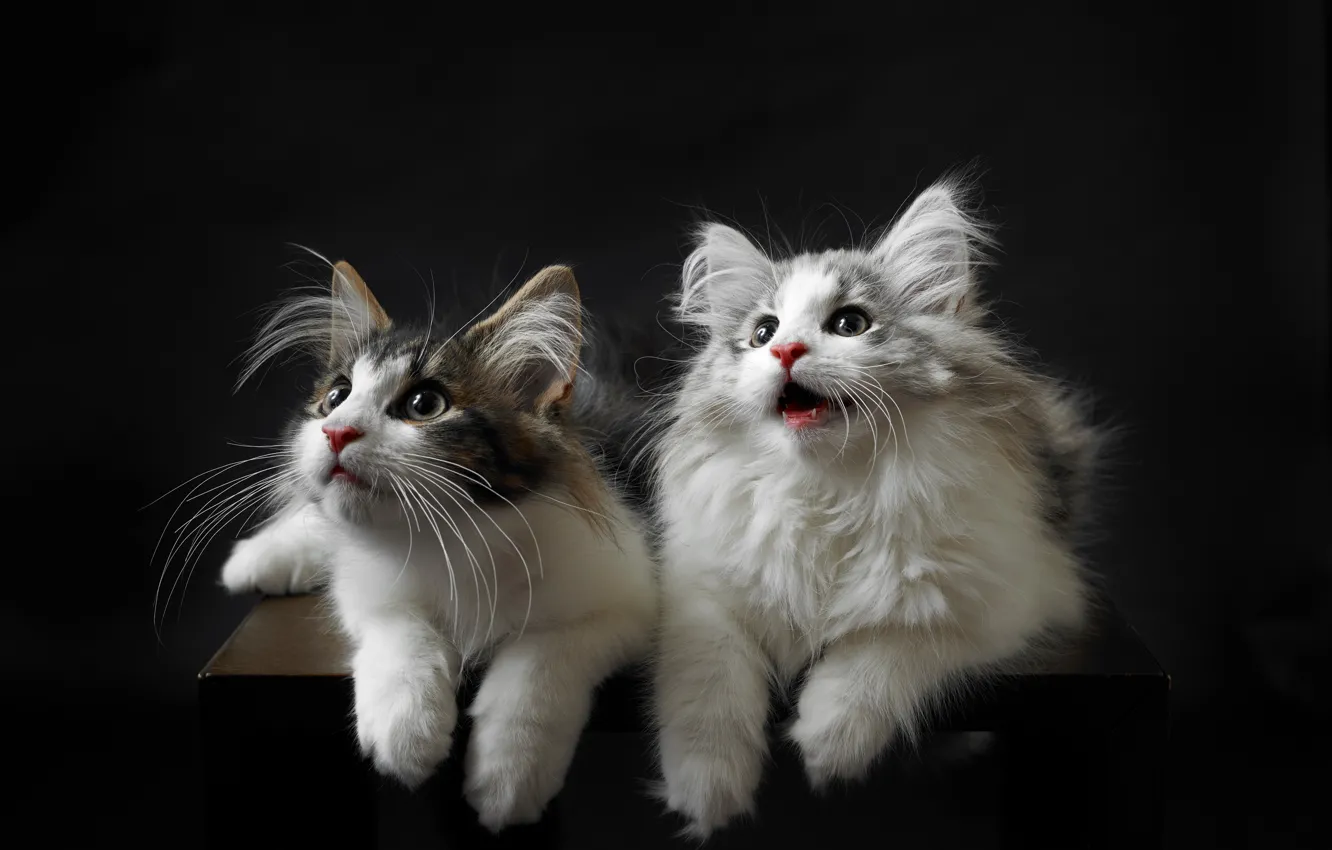 Photo wallpaper cat, look, background