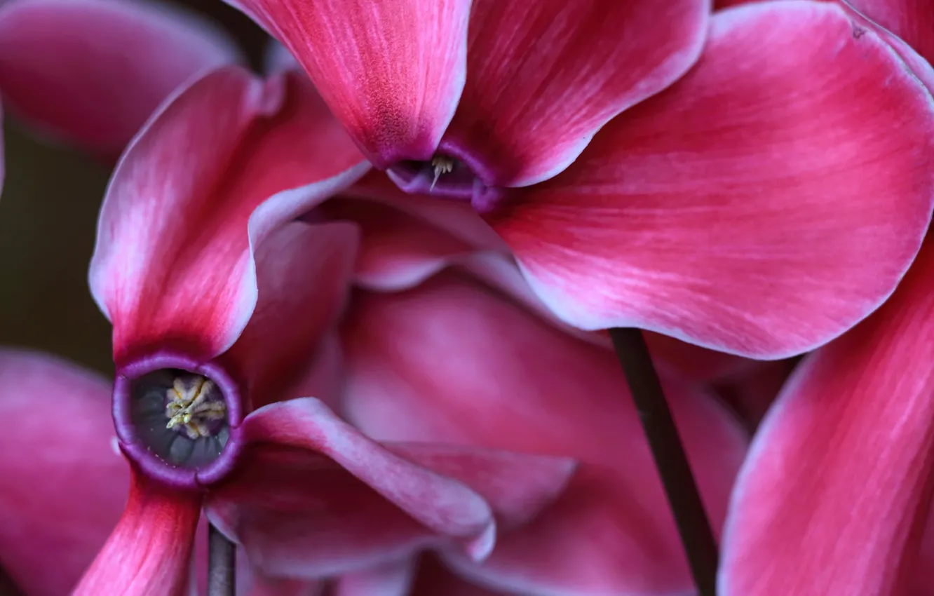 Photo wallpaper flowers, petals, cyclamen