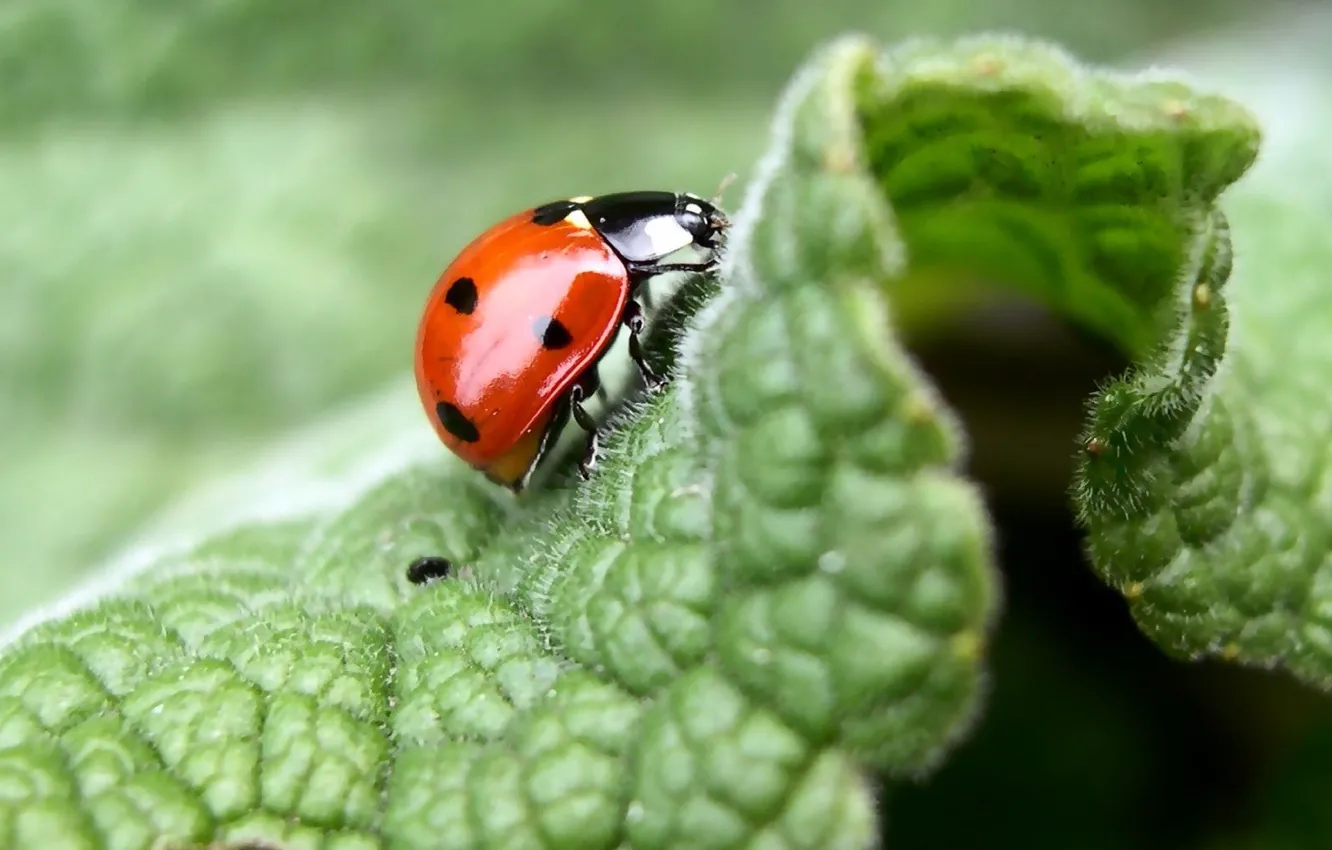 Photo wallpaper macro, leaf, ladybug