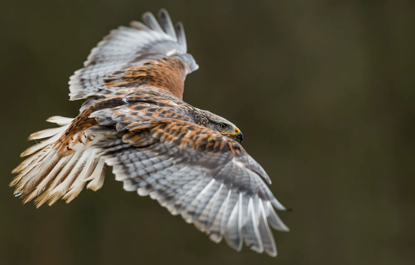 Photo wallpaper birds, predator, flight, eagle, Golden eagle