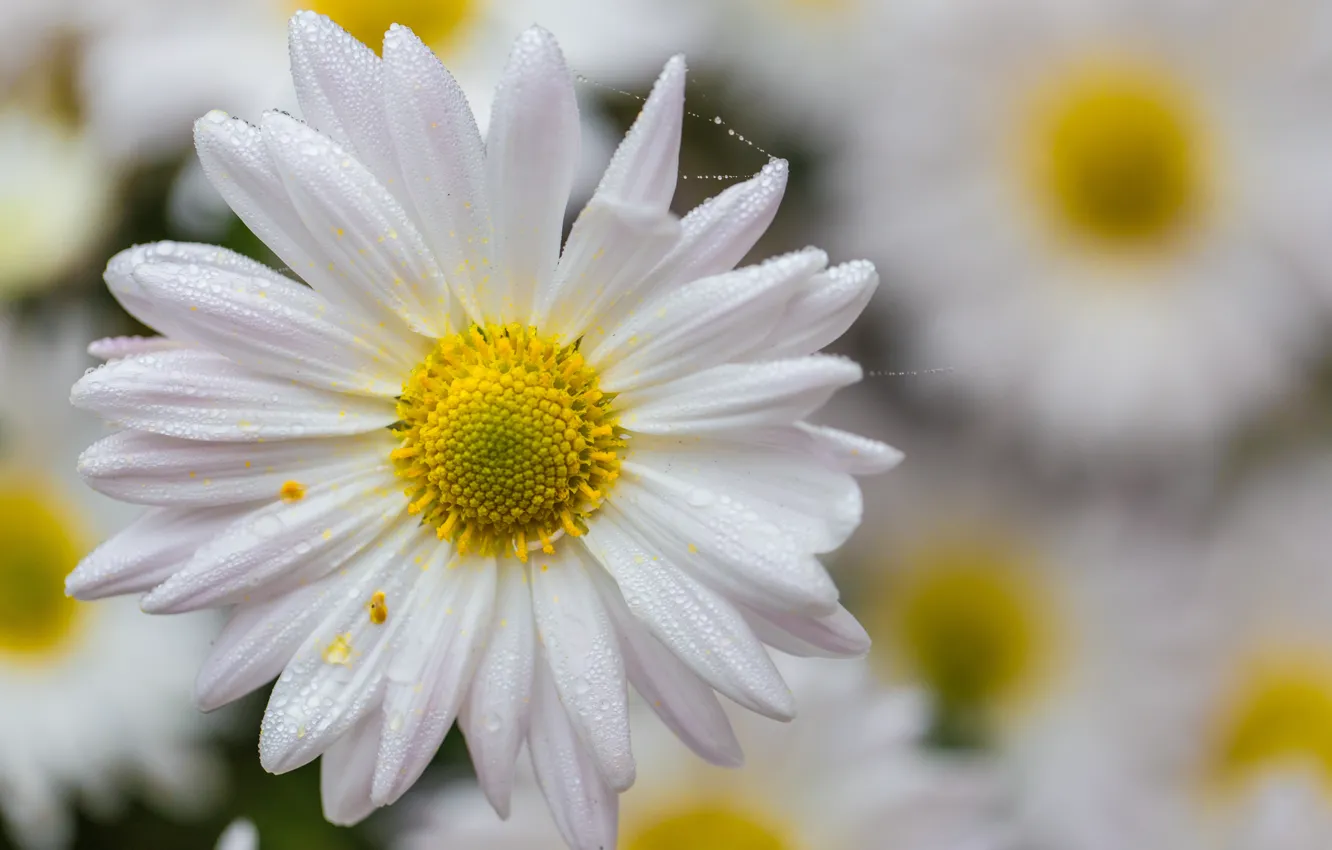 Photo wallpaper flowers, nature, chamomile