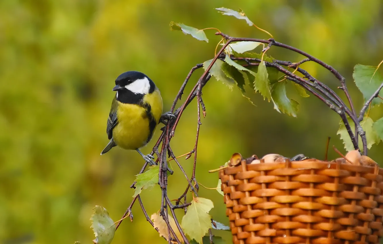 Photo wallpaper autumn, nature, bird, tit