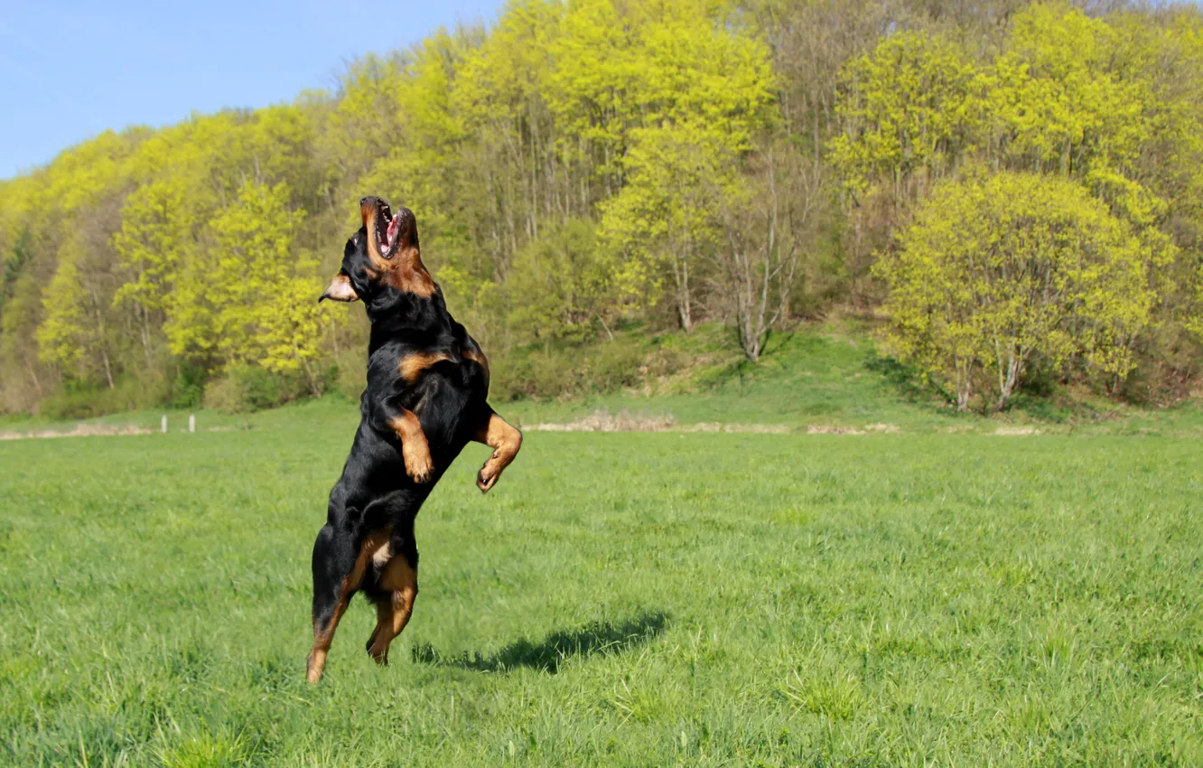 Photo wallpaper grass, dog, Rottweiler, Rottweiler
