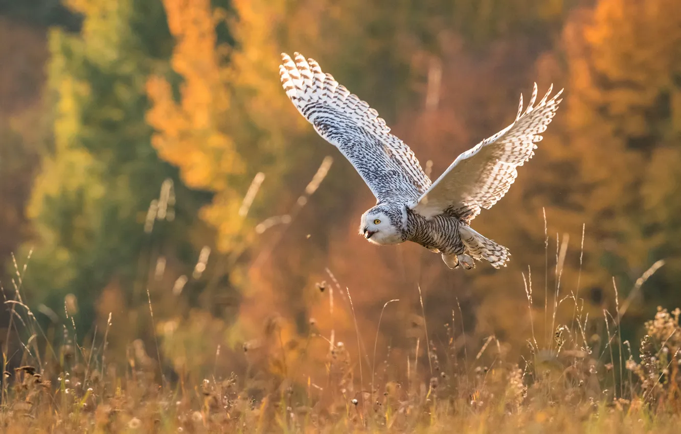 Photo wallpaper field, autumn, grass, look, trees, flight, yellow, nature