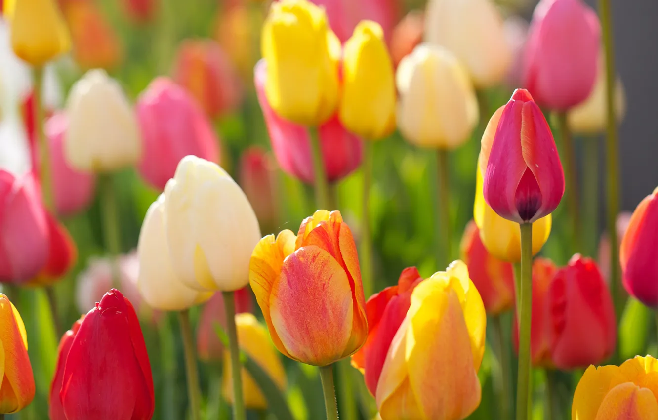 Photo wallpaper tulips, buds, colorful