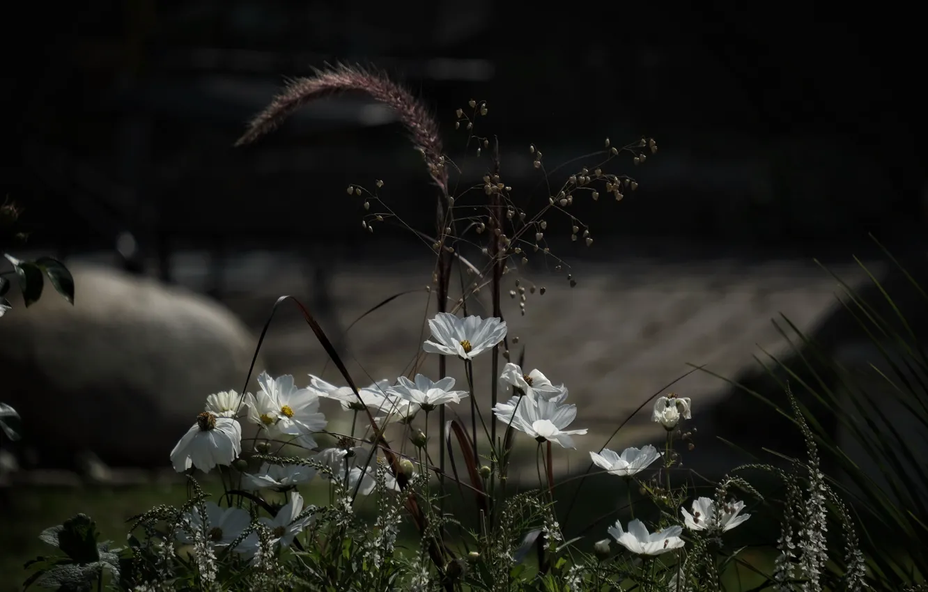 Photo wallpaper roof, light, flowers, the dark background, sprig, garden, spikelets, white