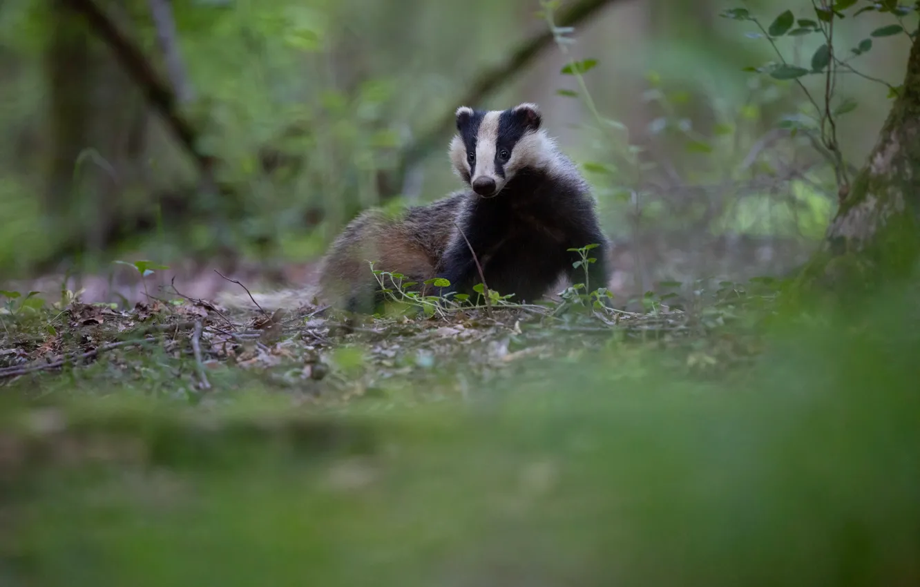 Photo wallpaper forest, pose, walk, badger