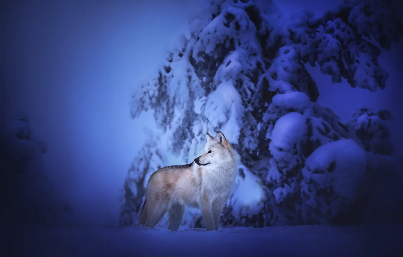 Photo wallpaper winter, snow, dog, Czechoslovakian, Wolfdog, The Czechoslovakian Wolfdog