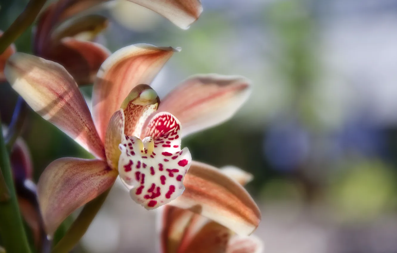Photo wallpaper flower, macro, Orchid