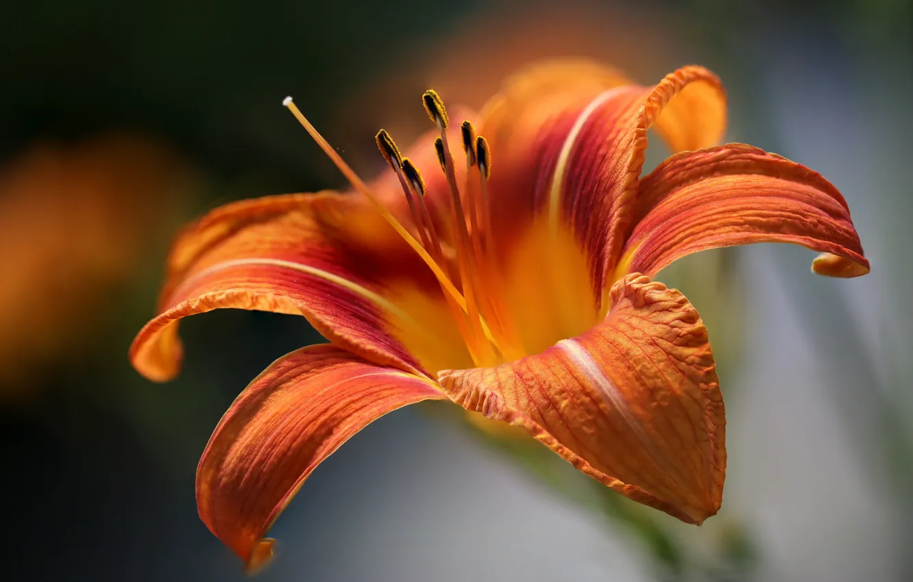 Photo wallpaper flower, macro, Day Lily