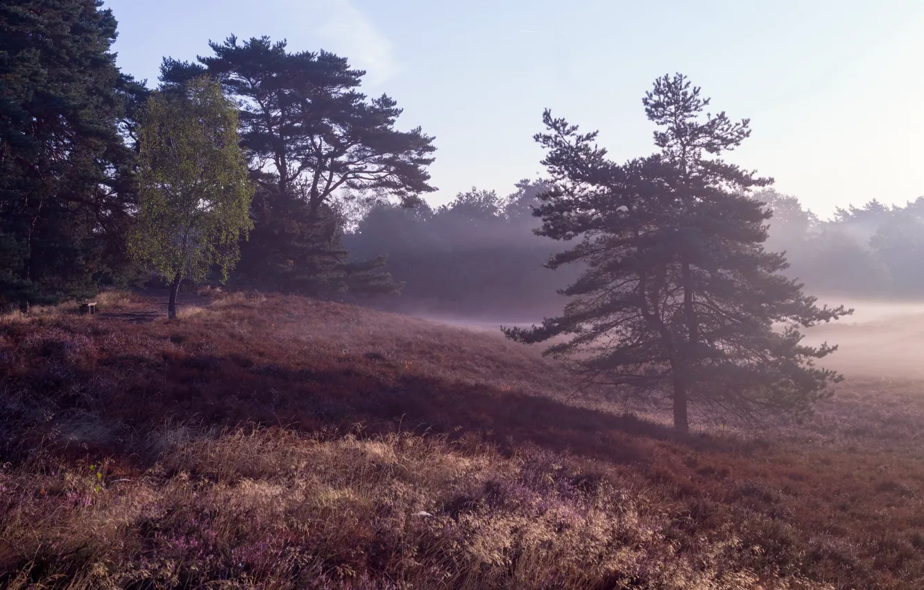 Photo wallpaper forest, trees, fog, morning, hill, pine