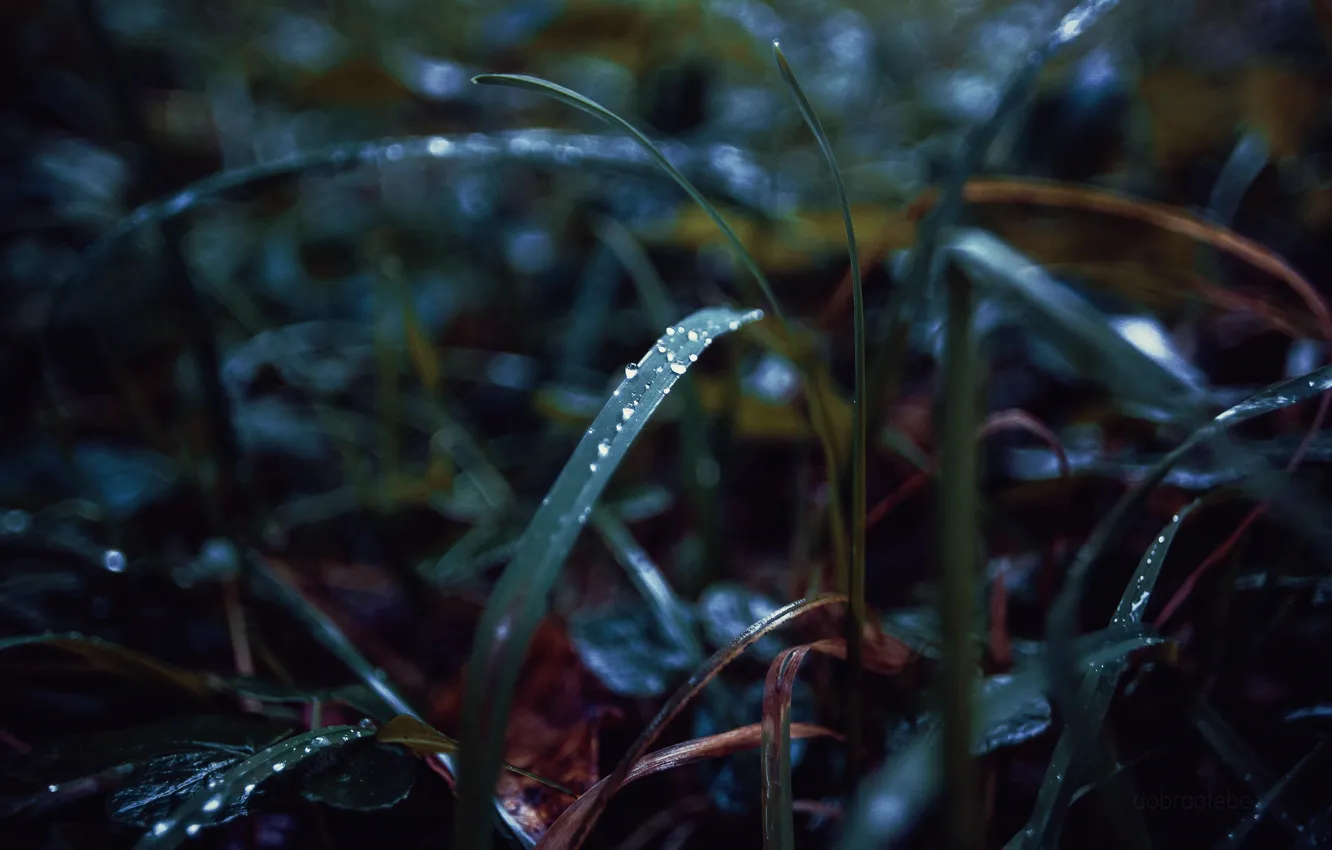 Photo wallpaper autumn, grass, drops, Russia, dobraatebe