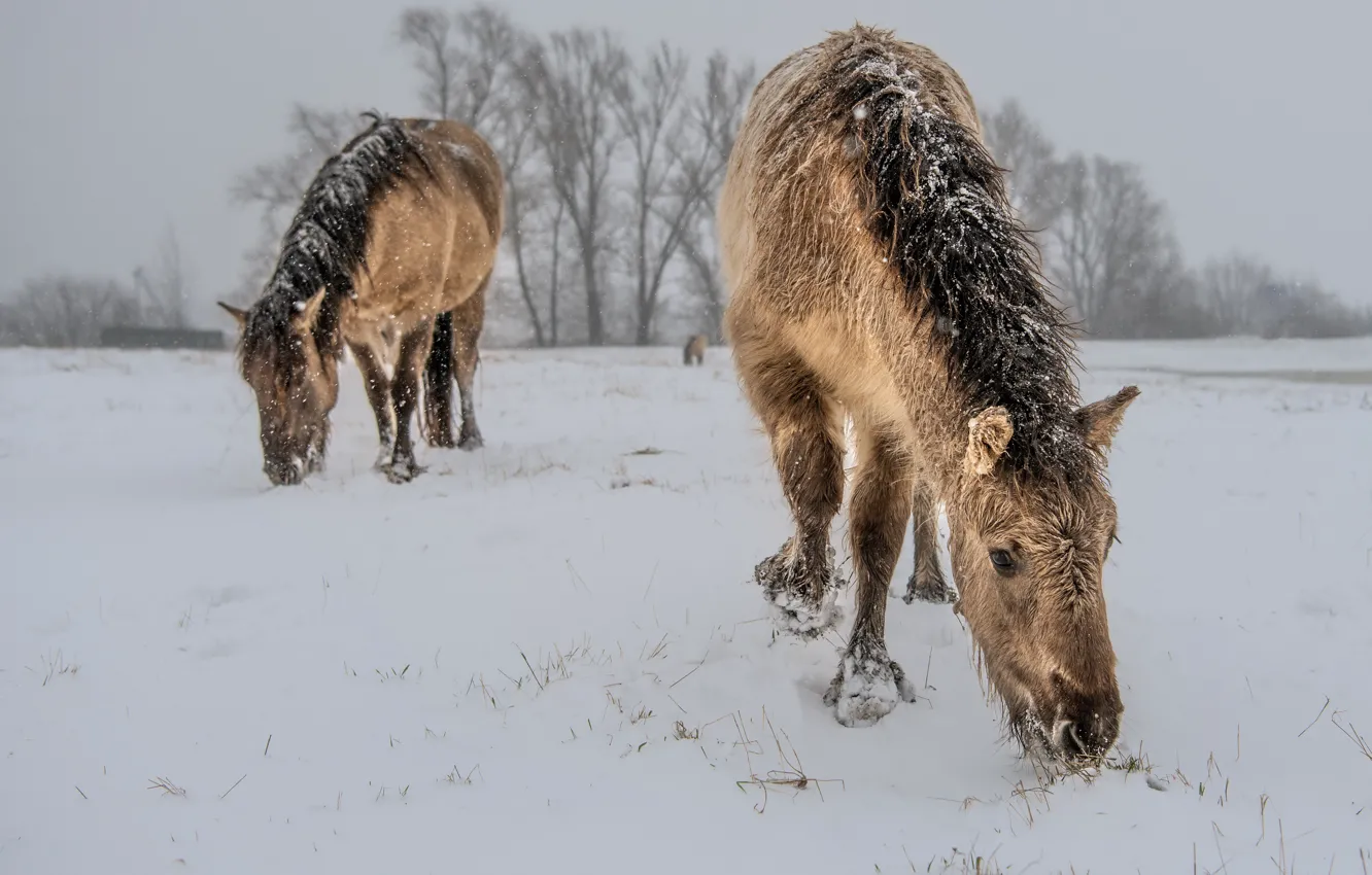 Photo wallpaper winter, snow, horse