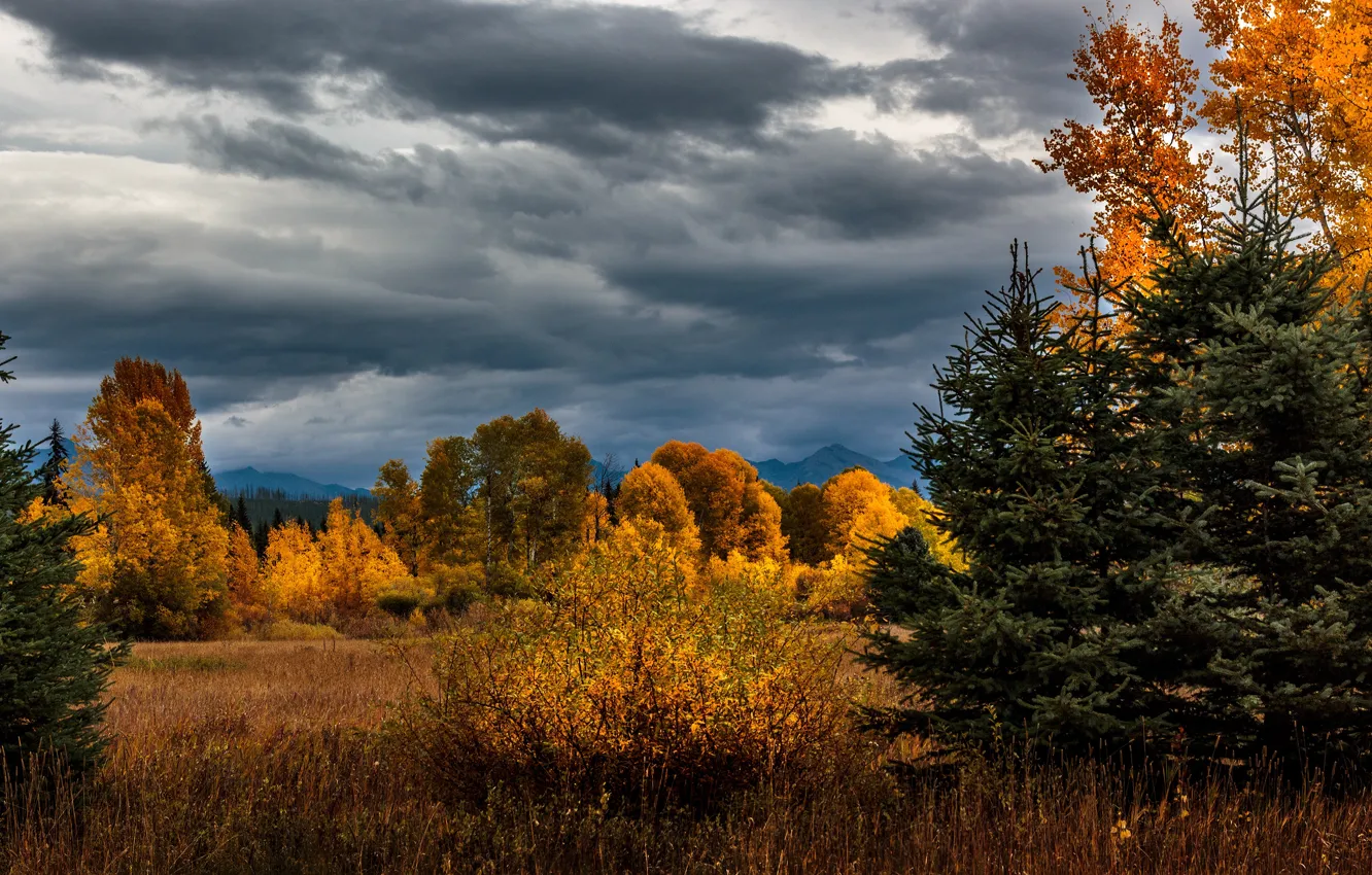 Photo wallpaper field, autumn, forest, the sky, clouds, trees, mountains, clouds