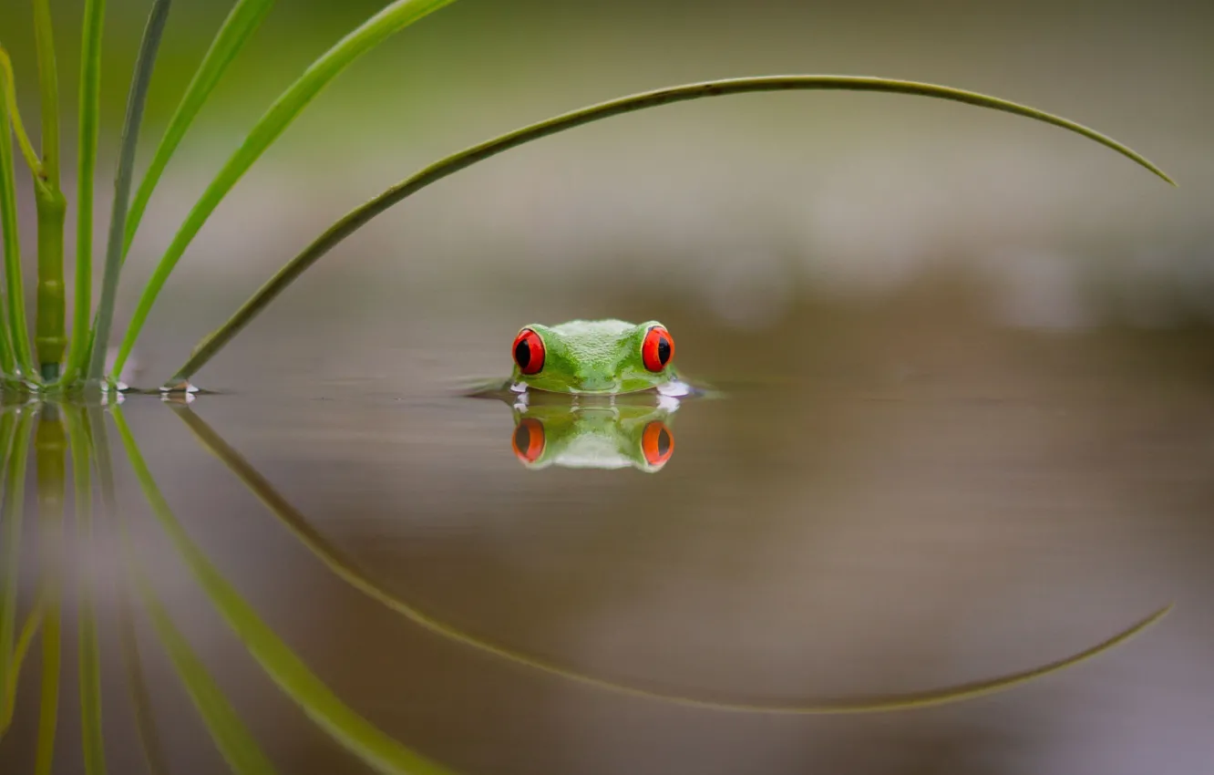 Photo wallpaper water, sheet, lake, frog, bathing, green, red eyes, colorful