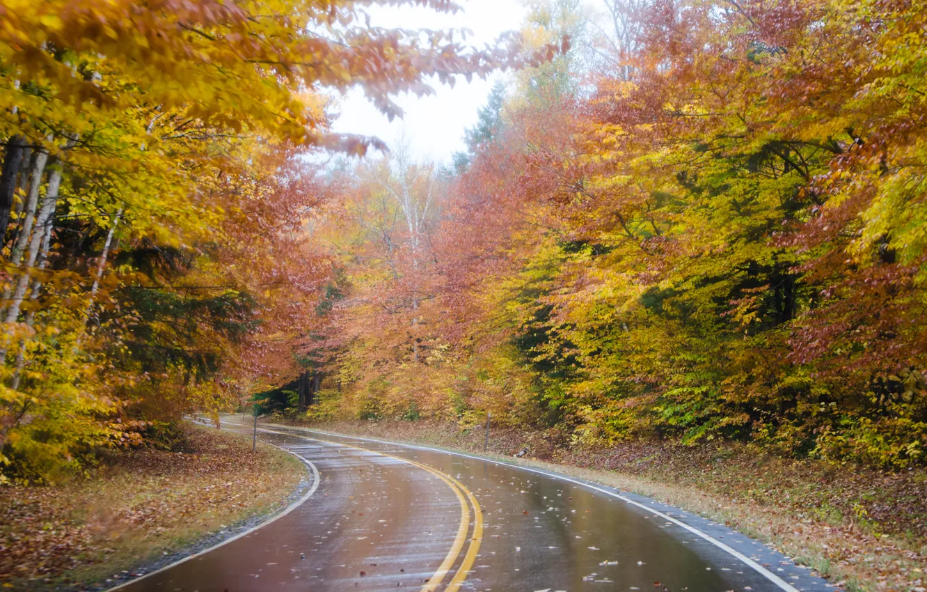 Photo wallpaper road, autumn, forest, trees, fog, rain, forest, road