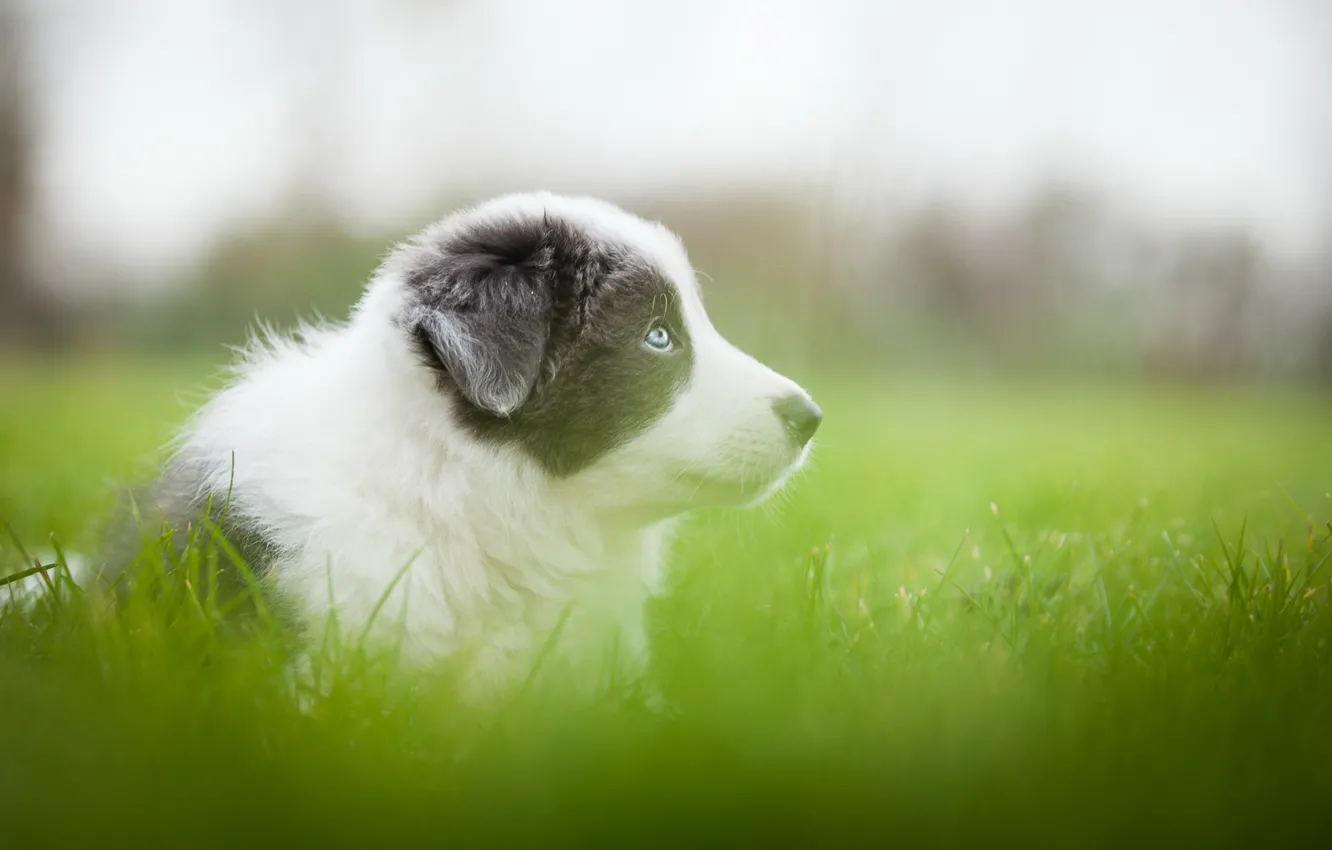 Green dog. Аусси. Аусси фон. Щенки аусси на траве. Собака в зелени.