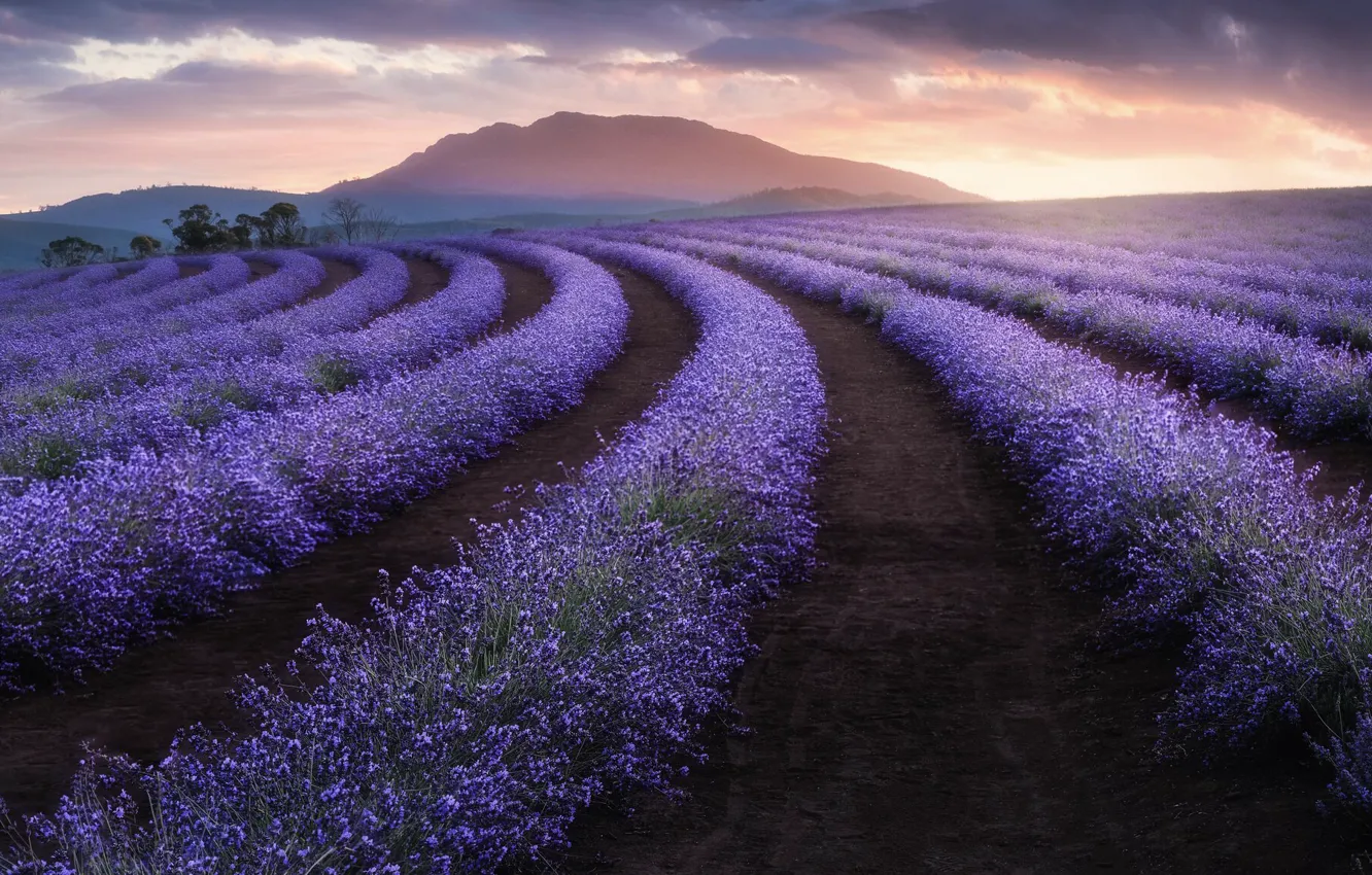 Photo wallpaper field, nature, lavender
