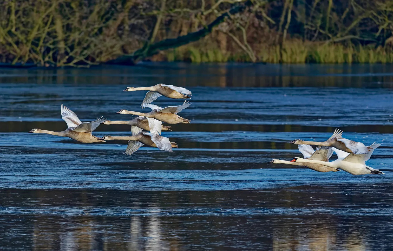 Photo wallpaper flight, bird, shore, pack, white, swans, pond, a flock of swans