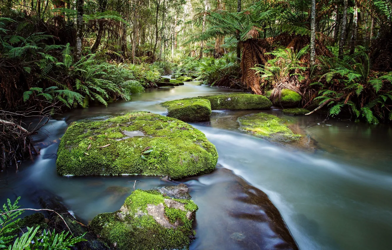 Photo wallpaper forest, river, stones