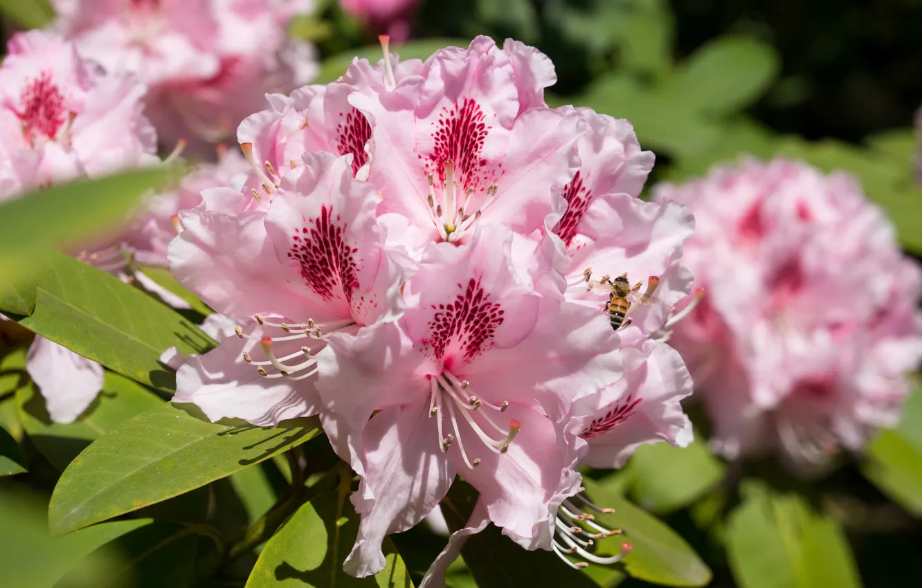 Photo wallpaper macro, bee, pink, rhododendron, Azalea