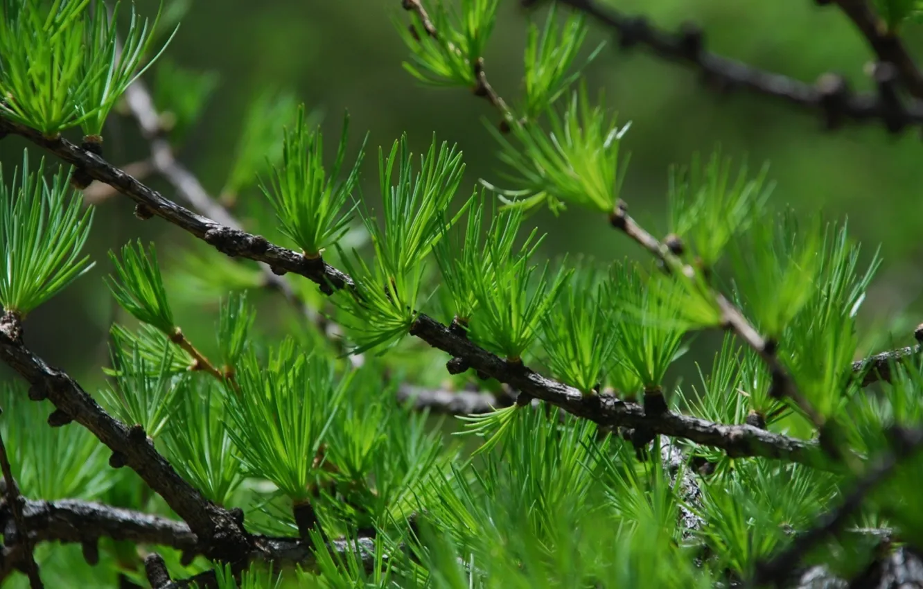 Photo wallpaper needles, branches, pine, listvenitsa