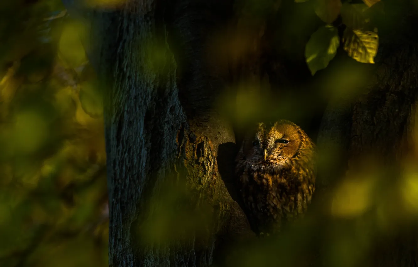 Photo wallpaper autumn, look, leaves, light, trees, the dark background, owl, bird