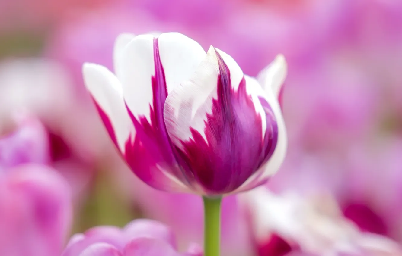 Photo wallpaper white, purple, flowers, tulips, buds