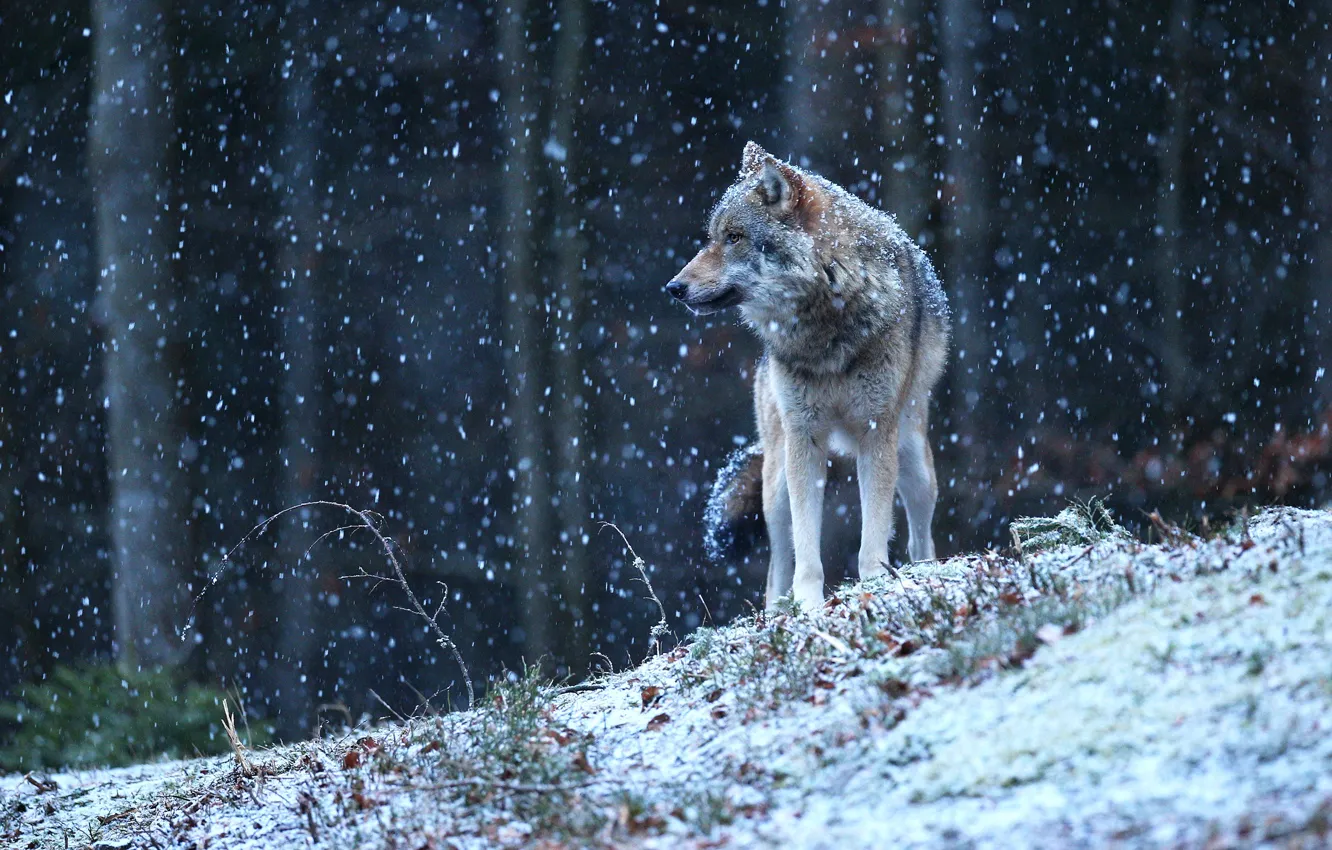 Photo wallpaper winter, forest, look, snow, wolf, snowfall