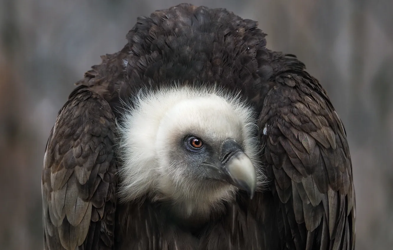 Photo wallpaper look, pose, bird, portrait, vulture, Grif