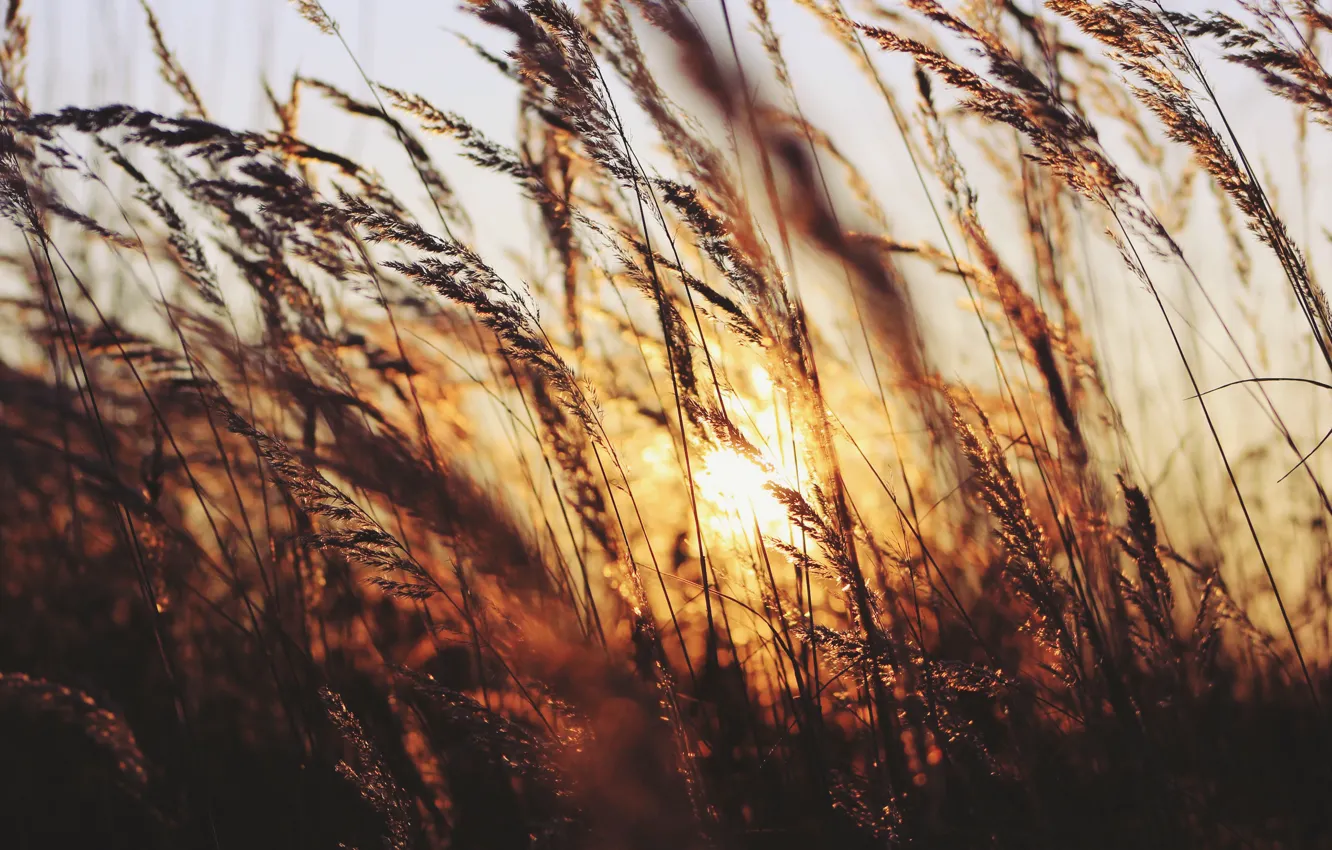 Photo wallpaper grass, the sun, sunset