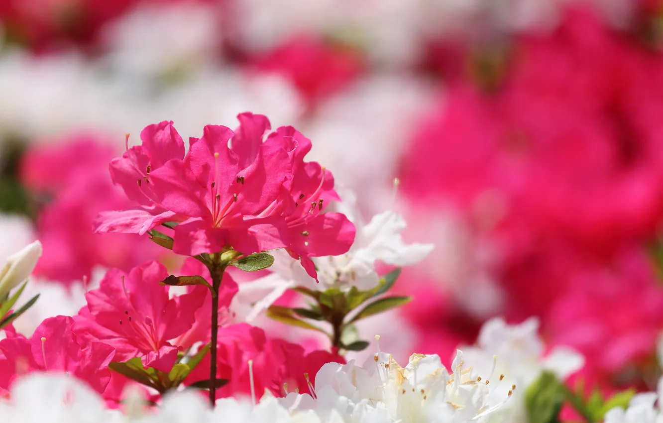 Photo wallpaper macro, bright, Azalea, rhododendrons