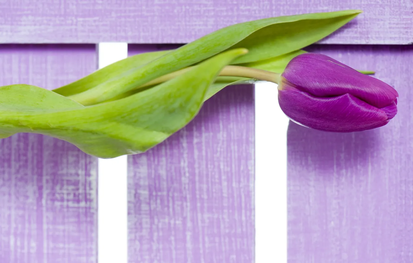Photo wallpaper purple, flowers, tulips