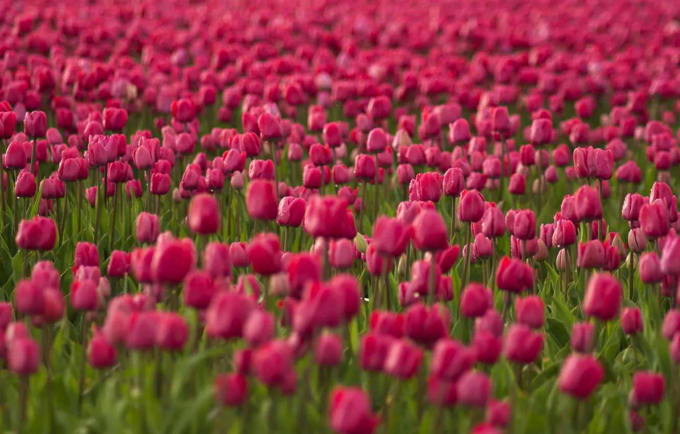 Photo wallpaper field, flowers, tulips, pink, plantation