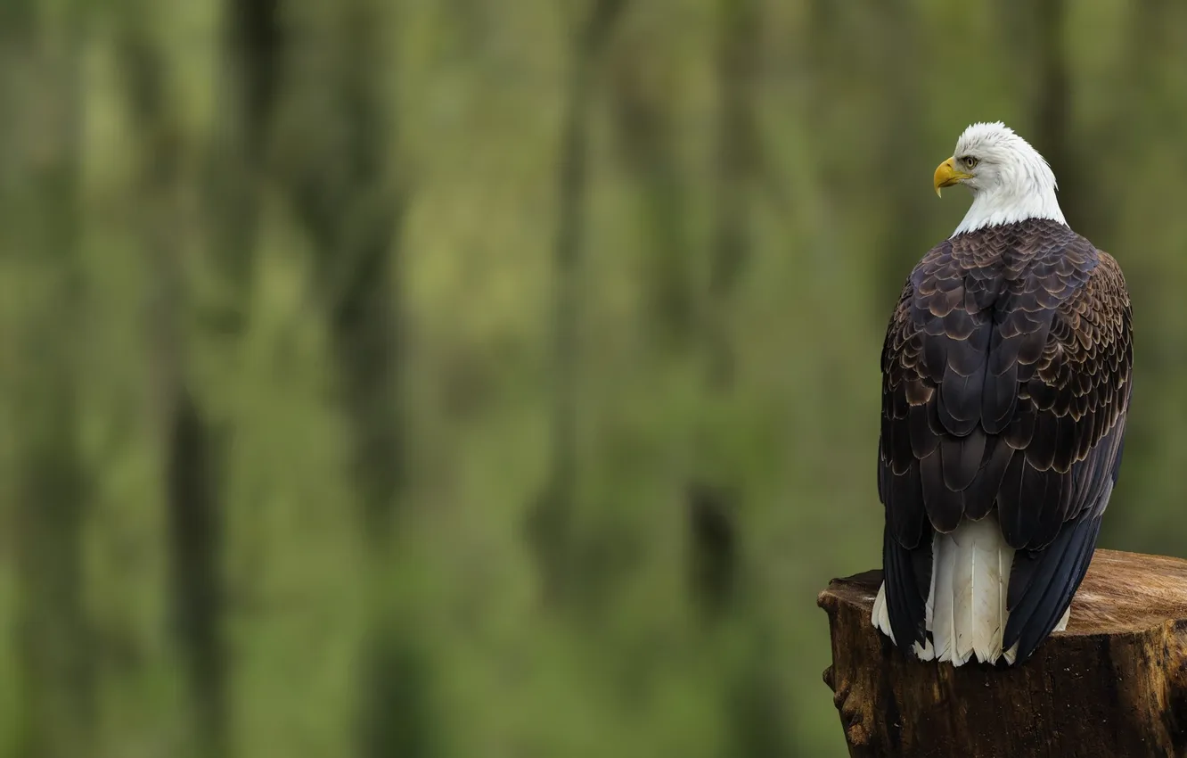 Photo wallpaper bird, eagle, back, stump, focus, sitting