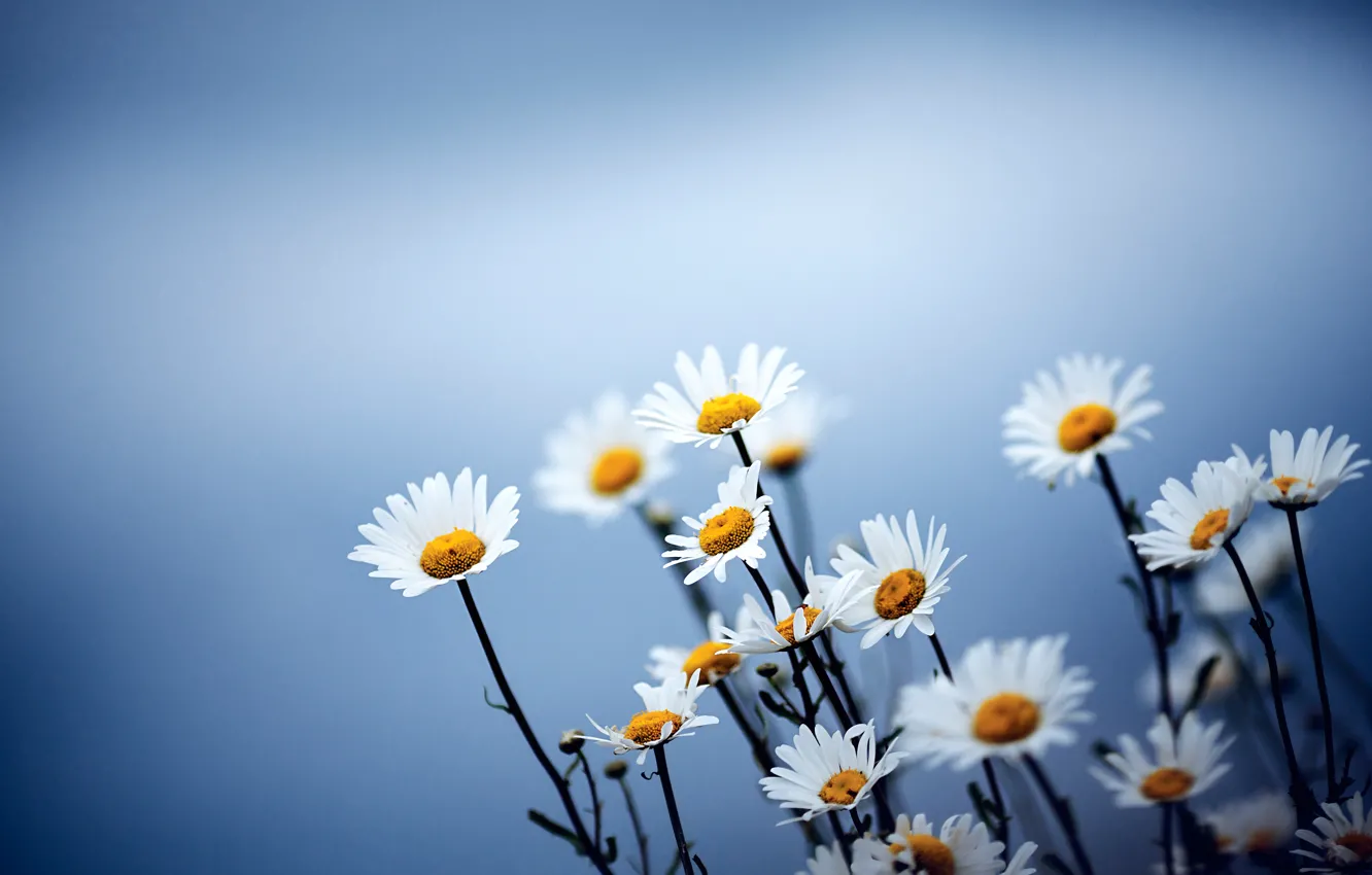 Photo wallpaper flowers, blue, background, chamomile