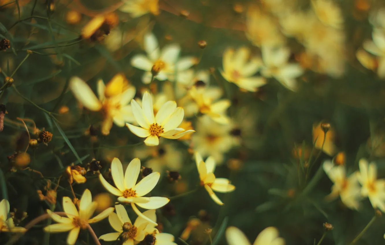 Photo wallpaper flowers, yellow, blur, kosmeya