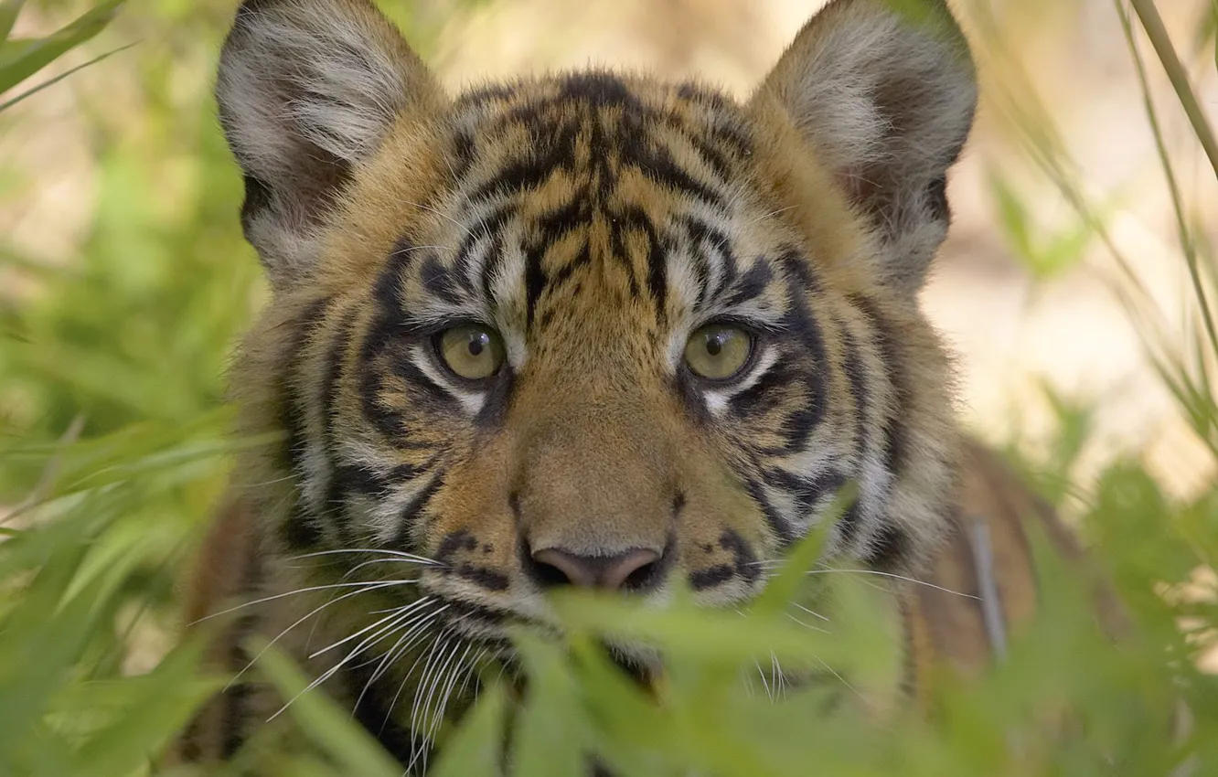 Photo wallpaper tiger, predator, wild cats