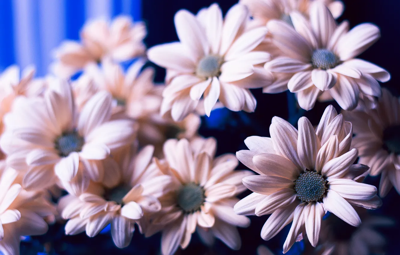 Photo wallpaper flowers, blue, chamomile, pink, beautiful, flowers, chrysanthemum, flowers