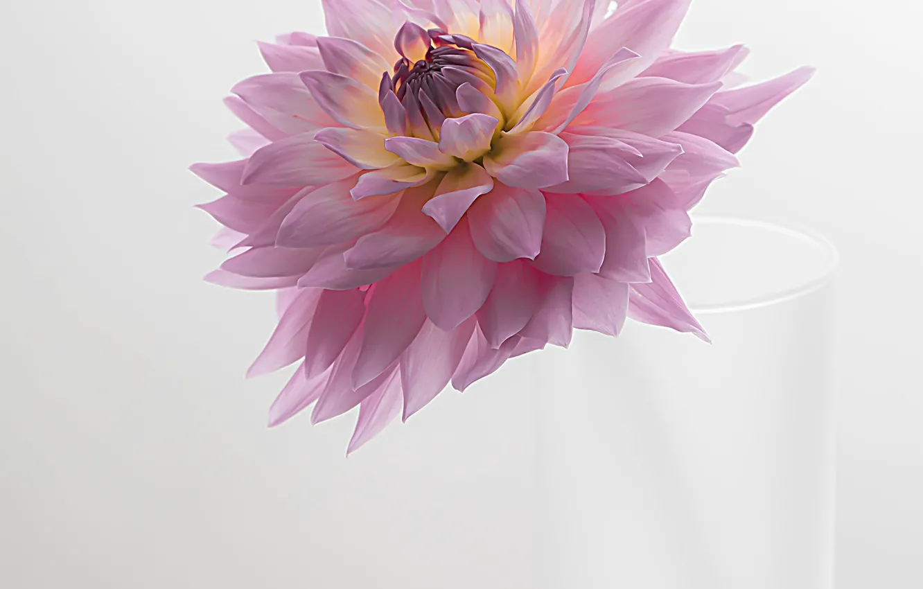 Photo wallpaper flowers, glass, dahlias, pink Dahlia