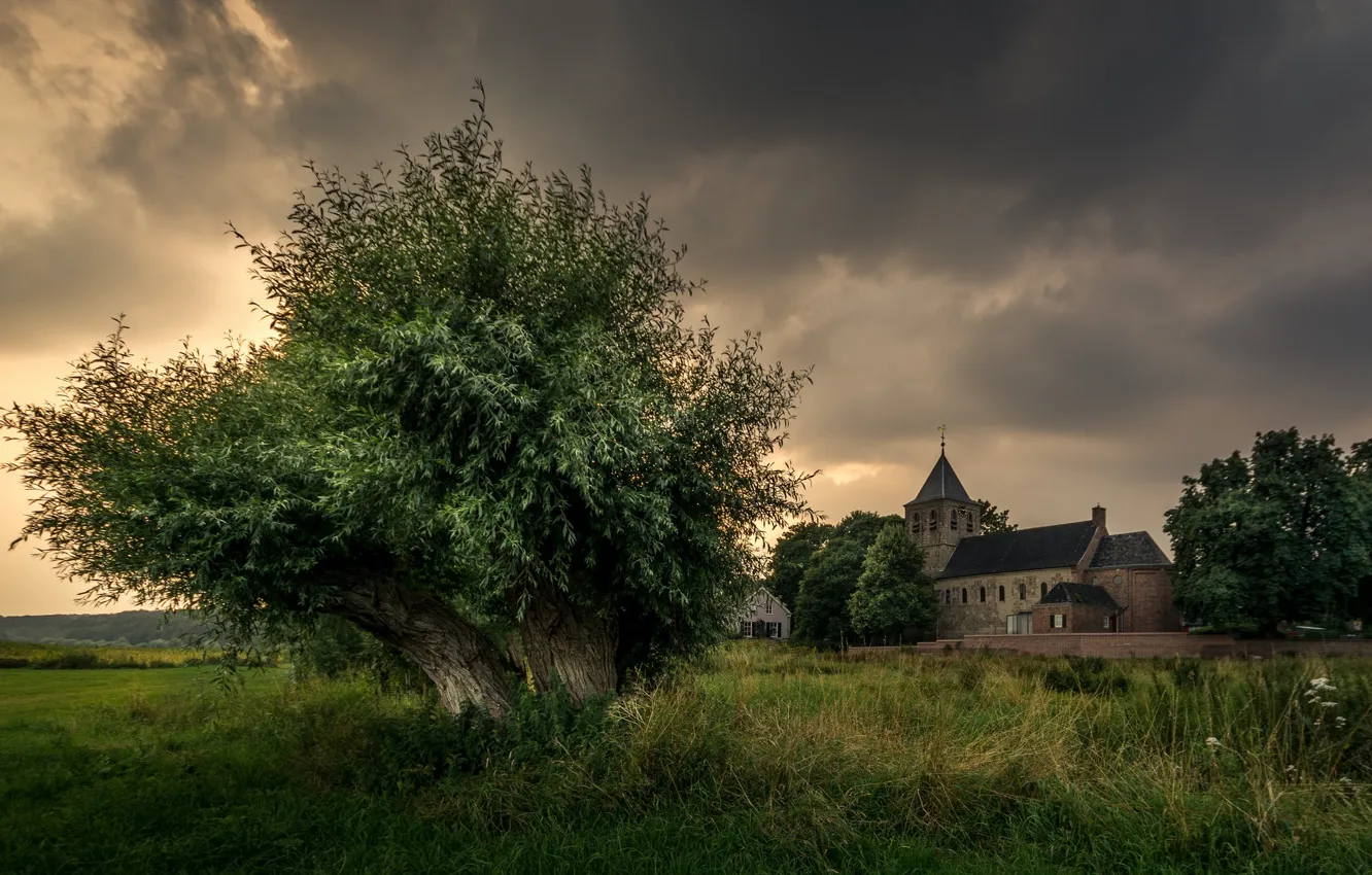 Photo wallpaper tree, Netherlands, Holland, Oosterbeek, the old Church