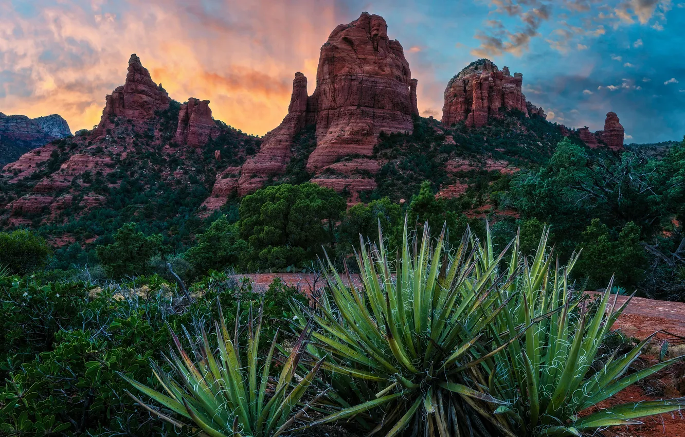 Photo wallpaper leaves, clouds, mountains, rocks, desert, tops, plant, canyon