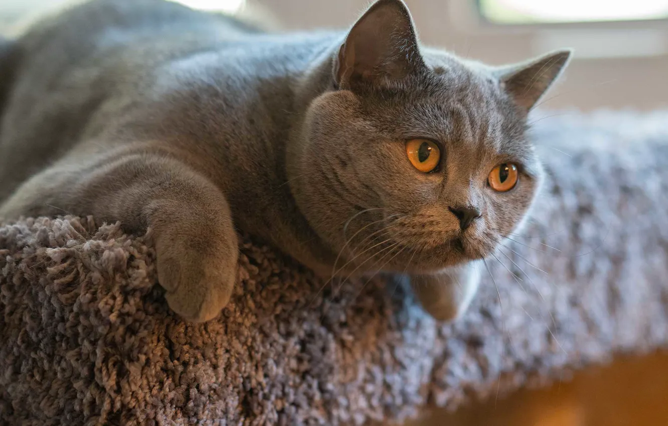 Photo wallpaper cat, cat, look, face, grey, portrait, paws, lies