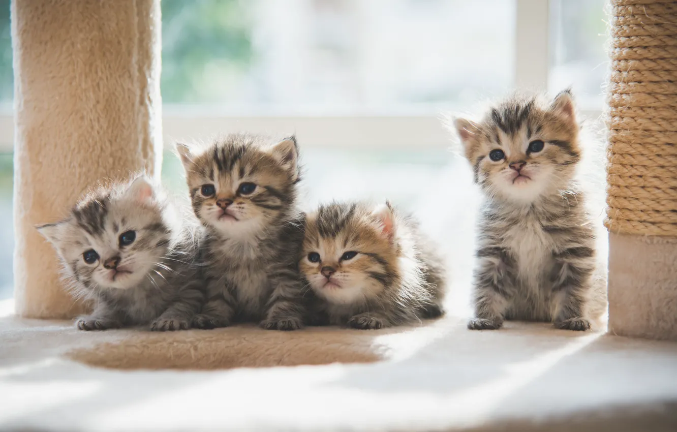 Photo wallpaper cat, grey, kitty, striped