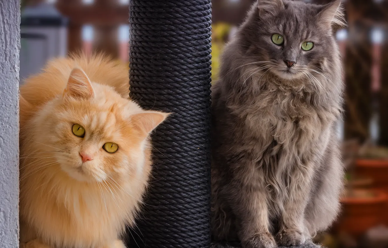 Photo wallpaper cat, cat, each, pair