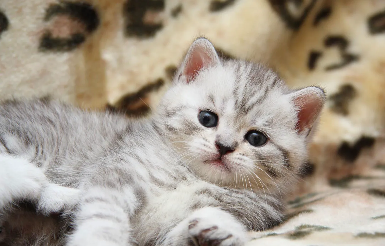 Photo wallpaper cat, cat, kitty