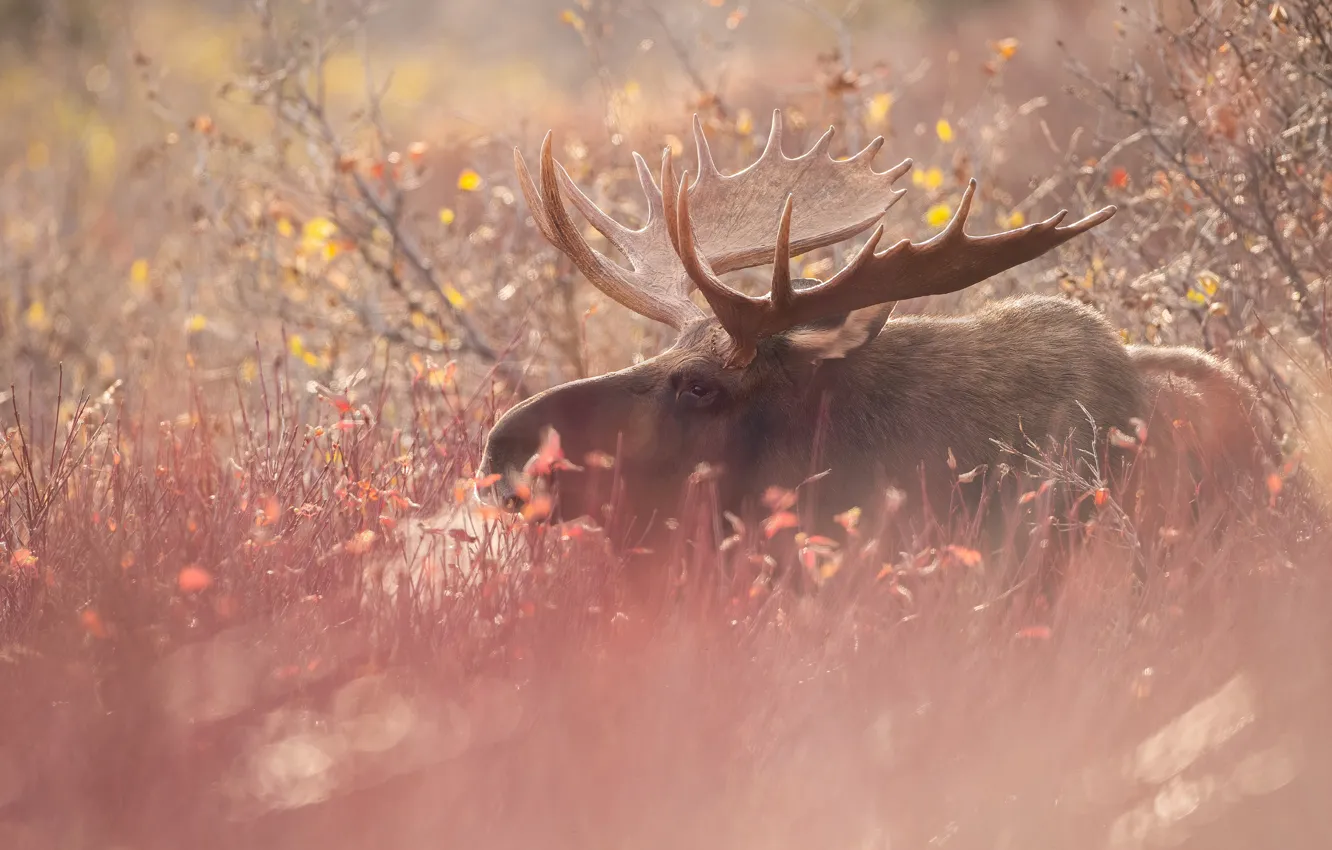 Photo wallpaper autumn, face, light, branches, horns, the bushes, moose