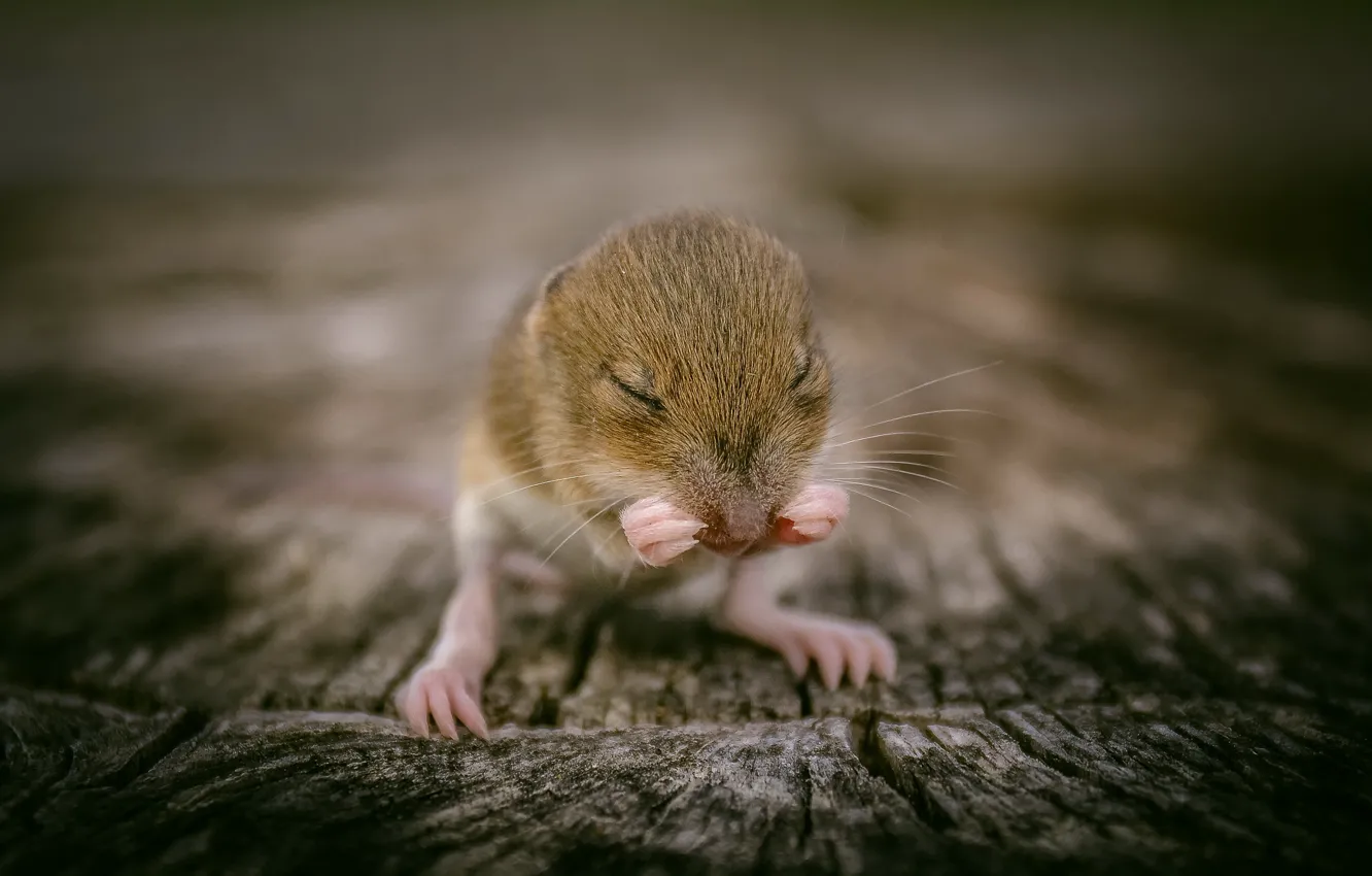 Photo wallpaper nature, background, mouse