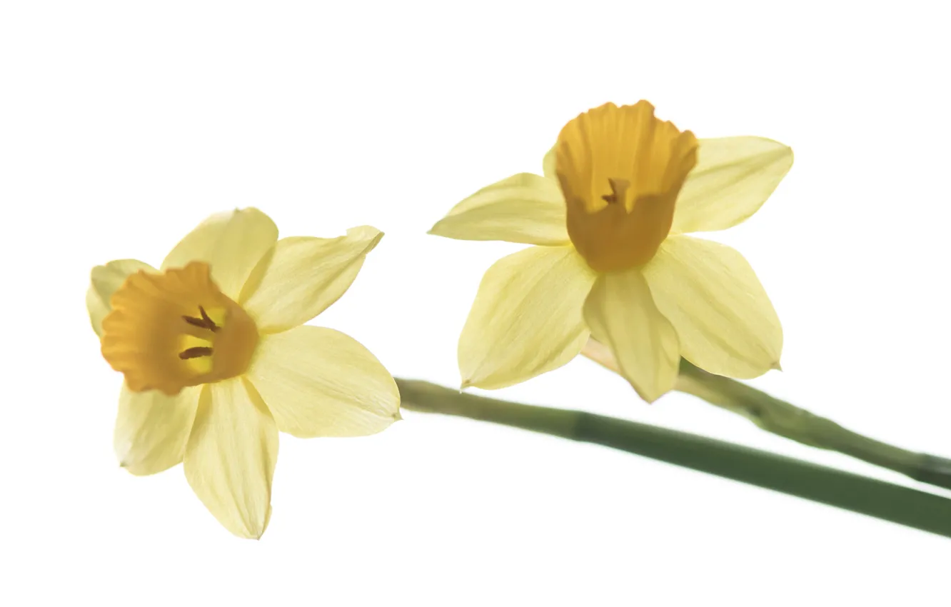 Photo wallpaper macro, spring, petals, Narcissus
