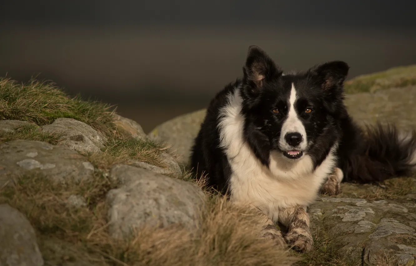 Photo wallpaper face, nature, portrait, dog, the border collie, Wallpaper from lolita777